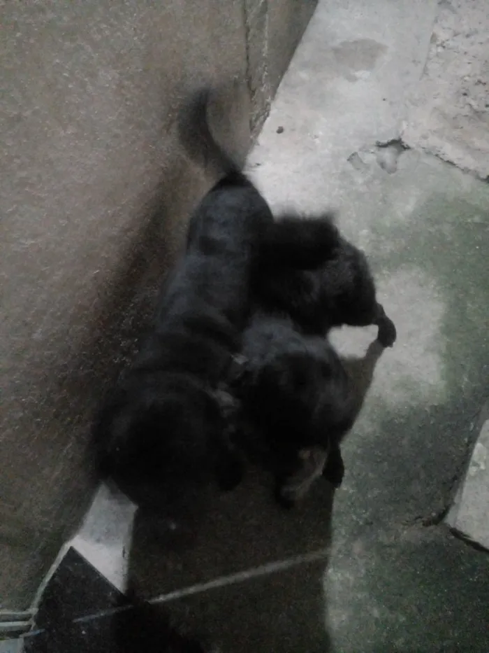Cachorro raça Shaowshaow com Viralatas  idade 1 ano nome Til
