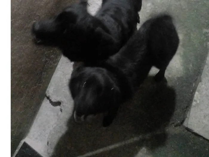 Cachorro raça Shaowshaow com Viralatas  idade 1 ano nome Til