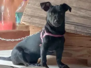 Cachorro raça SRD-ViraLata idade 2 a 6 meses nome Pretona