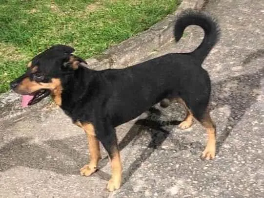 Cachorro ra a Srd idade 2 anos nome Não sei