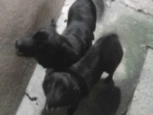 Cachorro raça Shaowshaow com Viralatas  idade 1 ano nome Til