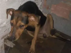 Cachorro raça Pinscher idade 2 a 6 meses nome Billy