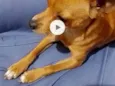 Bob
