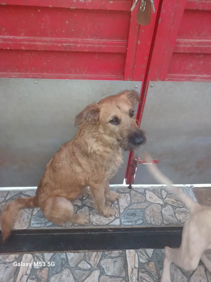 Cachorro raça SRD-ViraLata idade 2 anos nome Bob