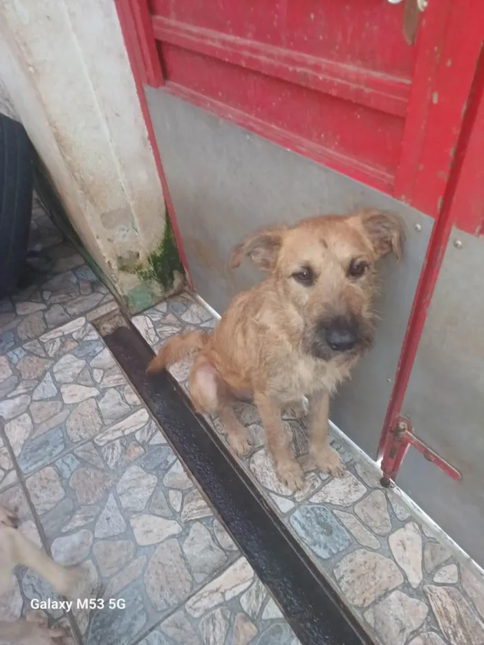 Cachorro raça SRD-ViraLata idade 2 anos nome Bob