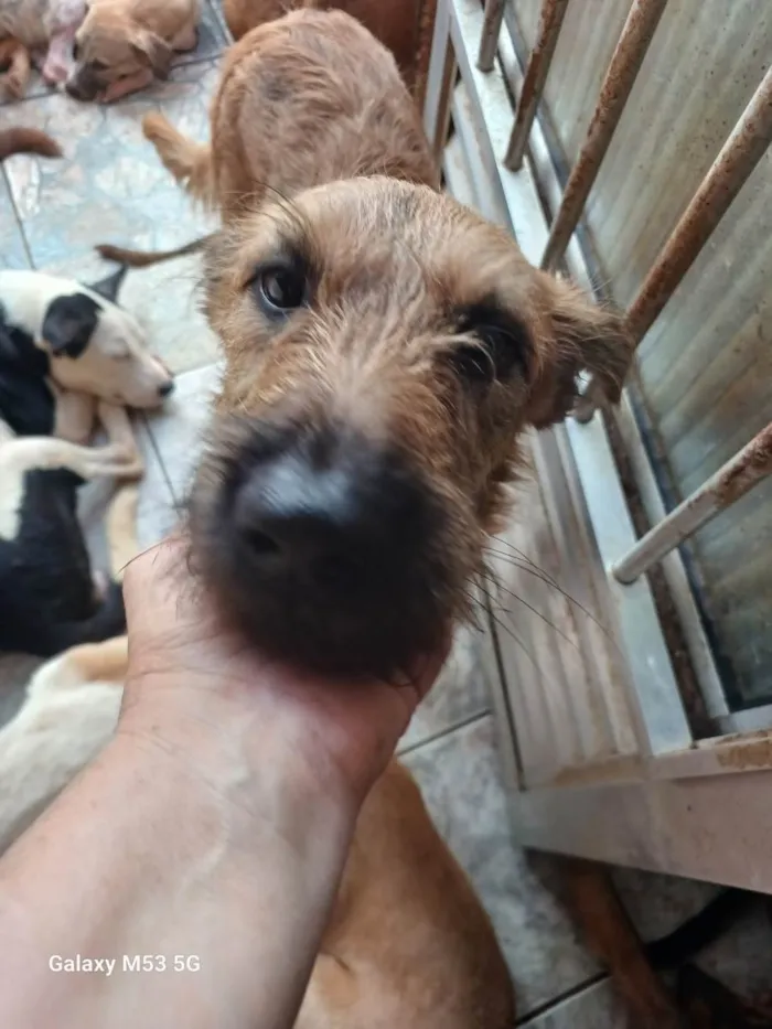 Cachorro raça SRD-ViraLata idade 2 anos nome Bob