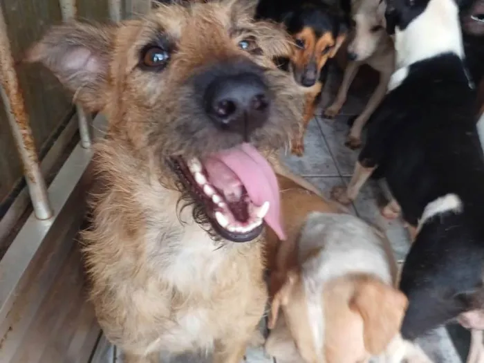 Cachorro raça SRD-ViraLata idade 2 anos nome Bob