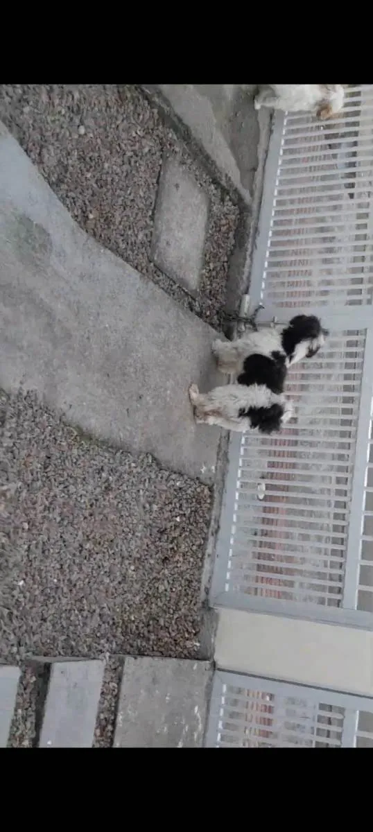 Cachorro ra a Shitzu idade 6 ou mais anos nome Bóris 