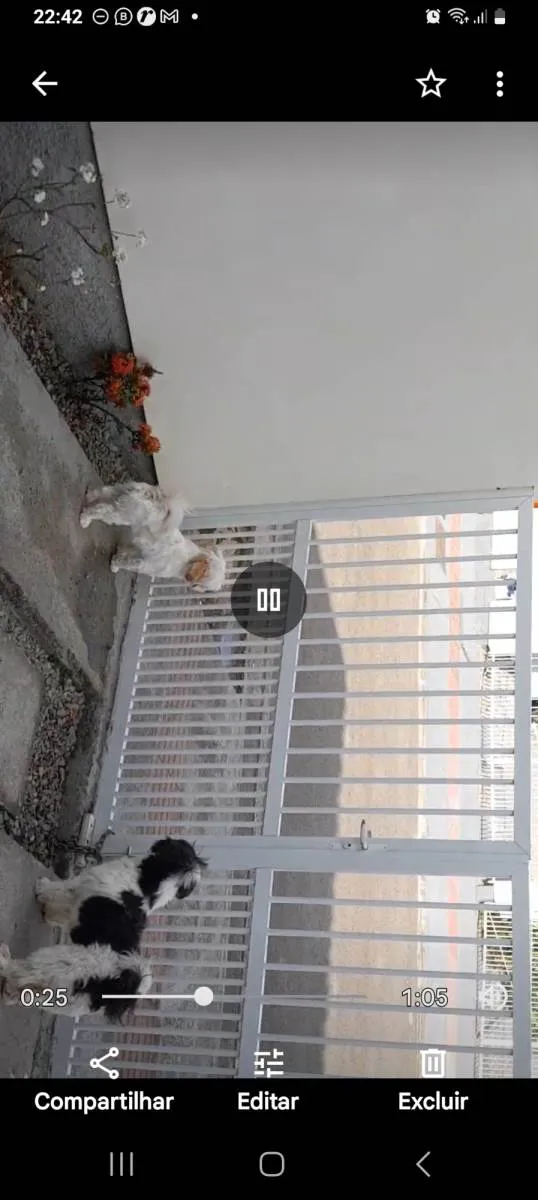 Cachorro ra a Shitzu idade 3 anos nome Bryan