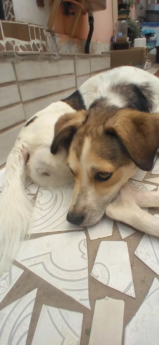 Cachorro ra a Fox Paulistinha idade 1 ano nome Paulistinha