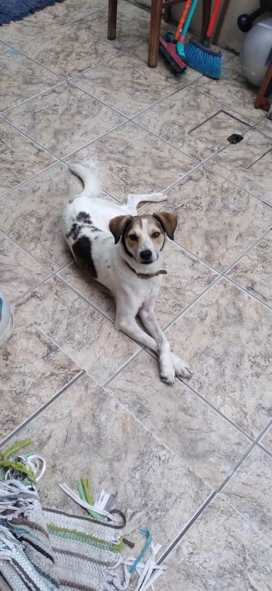 Cachorro ra a Fox Paulistinha idade 1 ano nome Paulistinha