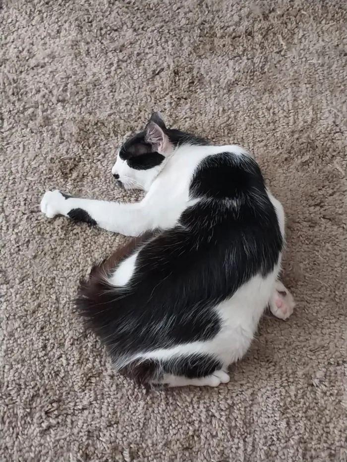 Gato raça SRD-ViraLata idade 7 a 11 meses nome Filhote
