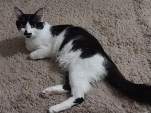 Gato raça SRD-ViraLata idade 7 a 11 meses nome Filhote
