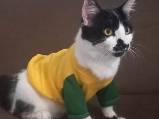 Gato raça SRD-ViraLata idade 7 a 11 meses nome Filhote