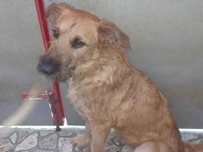 Cachorro raça SRD-ViraLata idade 2 anos nome Bob