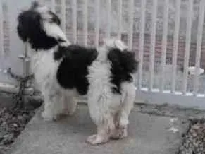 Cachorro ra a Shitzu idade 6 ou mais anos nome Bóris 