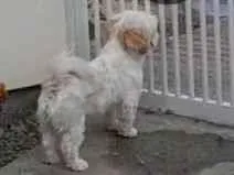 Cachorro raça Shitzu idade 3 anos nome Bryan