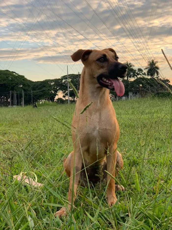 Cachorro ra a Caramelo s2 idade 1 ano nome Franchesca