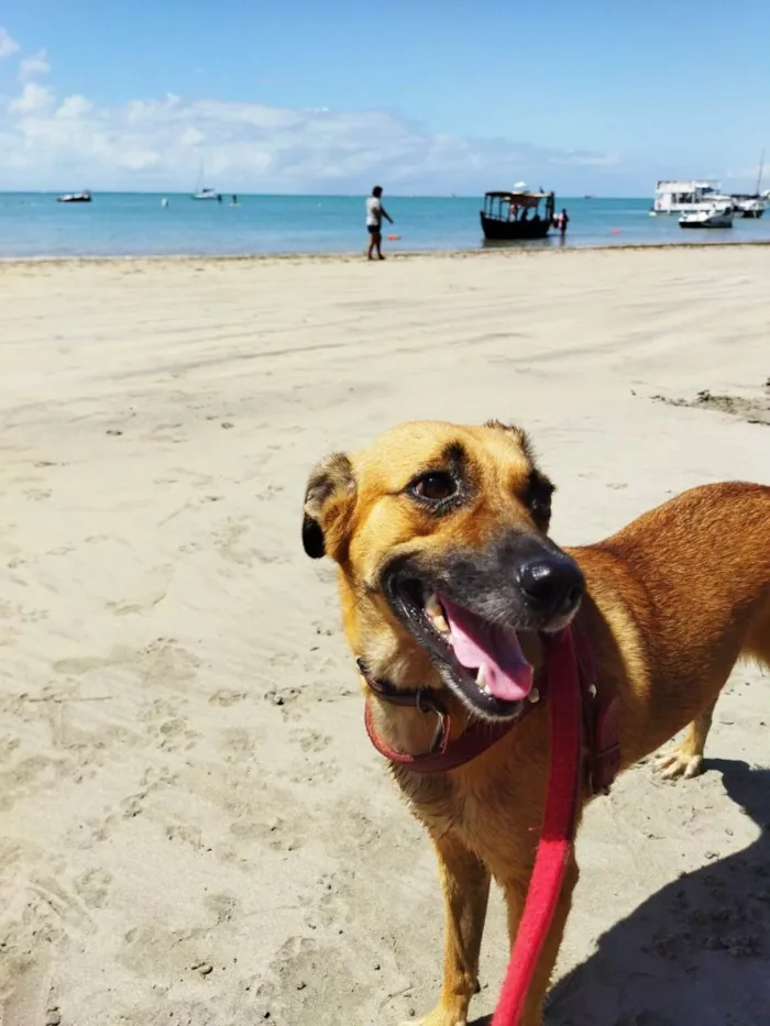 Cachorro ra a SRD-ViraLata idade 1 ano nome LOLA