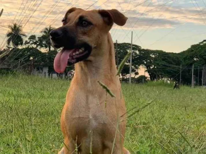 Cachorro ra a Caramelo s2 idade 1 ano nome Franchesca