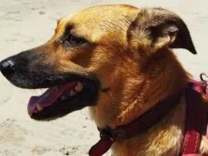 Cachorro raça SRD-ViraLata idade 1 ano nome LOLA