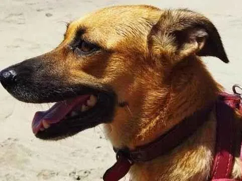 Cachorro ra a SRD-ViraLata idade 1 ano nome LOLA