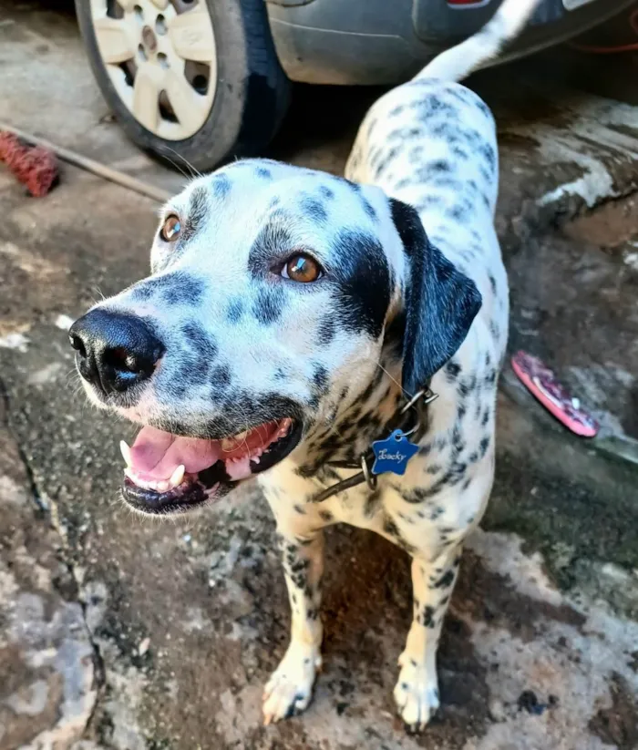 Cachorro ra a Dálmata idade 2 anos nome Luck