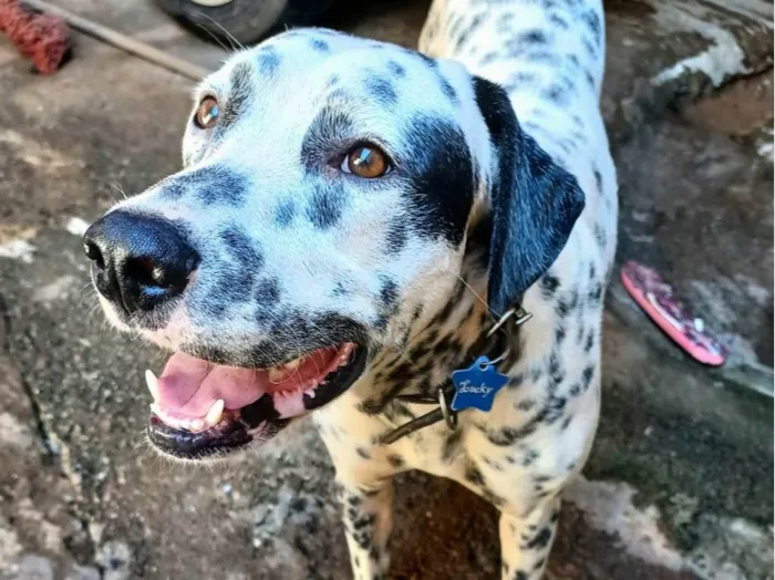 Cachorro ra a Dálmata idade 2 anos nome Luck