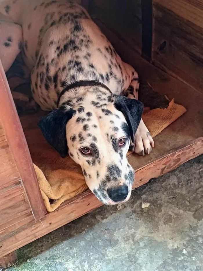 Cachorro ra a Dálmata idade 2 anos nome Luck