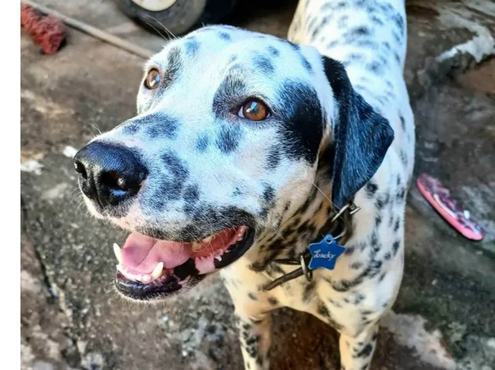 Cachorro ra a Dálmata idade 2 anos nome Luck