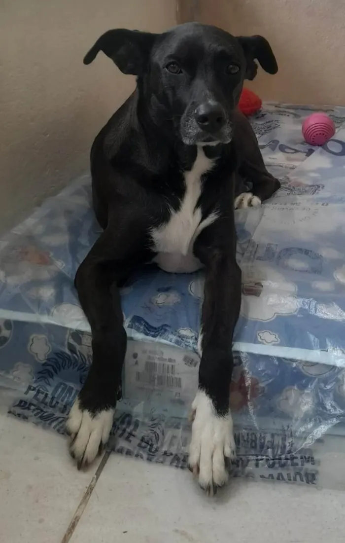 Cachorro ra a SRD-ViraLata idade 4 anos nome Kira