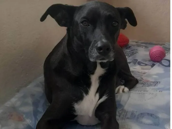 Cachorro ra a SRD-ViraLata idade 4 anos nome Kira