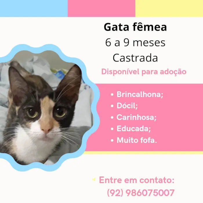 Gato raça SRD-ViraLata idade 7 a 11 meses nome Esmeralda