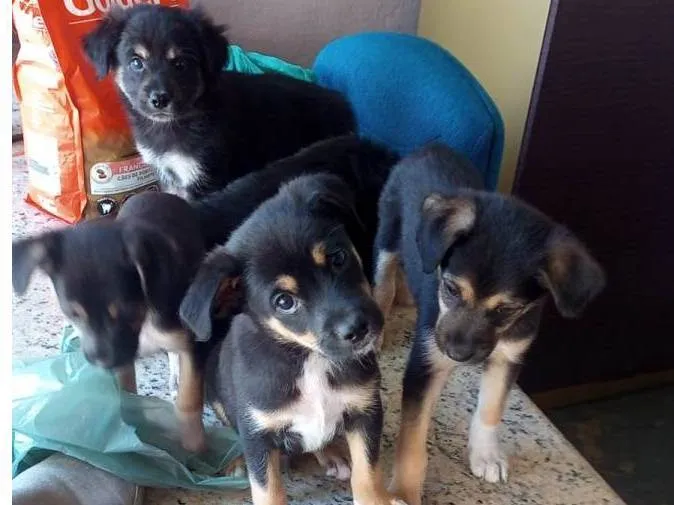 Cachorro ra a SRD-ViraLata idade Abaixo de 2 meses nome .