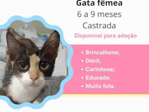 Gato raça SRD-ViraLata idade 7 a 11 meses nome Esmeralda