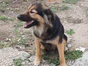 Cachorro raça SRD-ViraLata idade Abaixo de 2 meses nome .