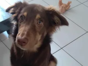 Cachorro raça SRD-ViraLata idade 2 a 6 meses nome Mel