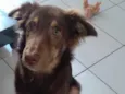 Cachorro raça SRD-ViraLata idade 2 a 6 meses nome Mel