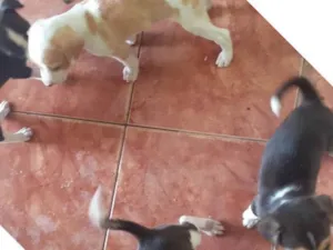 Cachorro raça SRD-ViraLata idade Abaixo de 2 meses nome Ainda não tem 