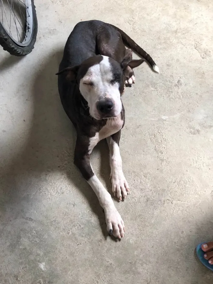 Cachorro ra a Pit-Bull idade 1 ano nome Juju