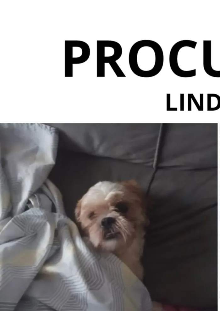 Cachorro ra a Shih tzu  idade 1 ano nome Linda 