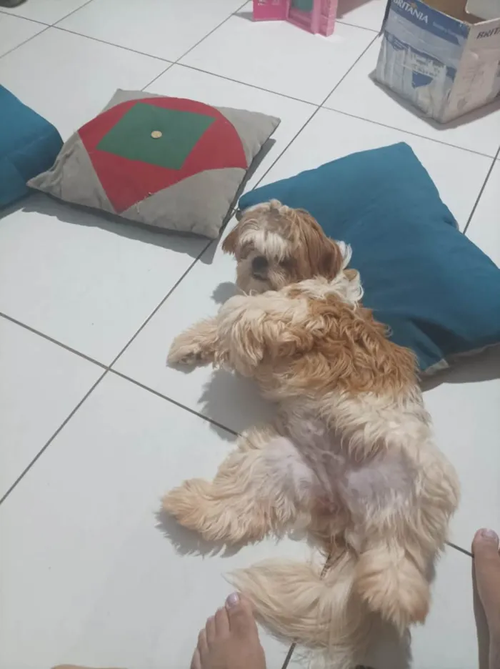 Cachorro ra a Shih tzu  idade 1 ano nome Linda 