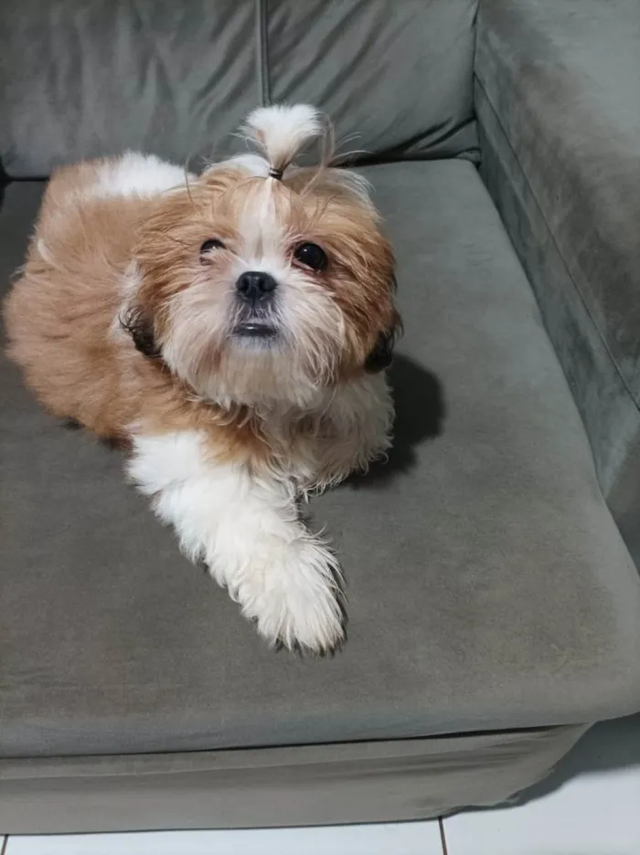 Cachorro ra a Shih tzu  idade 1 ano nome Linda 