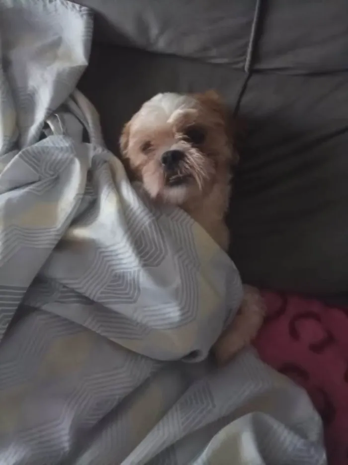 Cachorro ra a Shih tzu  idade 1 ano nome Linda 