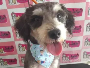 Cachorro raça Schnauzer  idade  nome Não sabemos o nome 