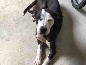 Cachorro raça Pit-Bull idade 1 ano nome Juju