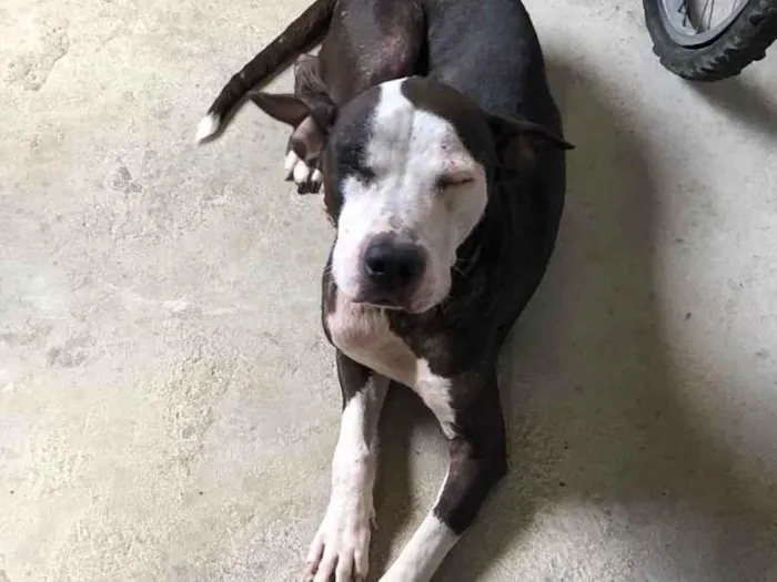 Cachorro ra a Pit-Bull idade 1 ano nome Juju