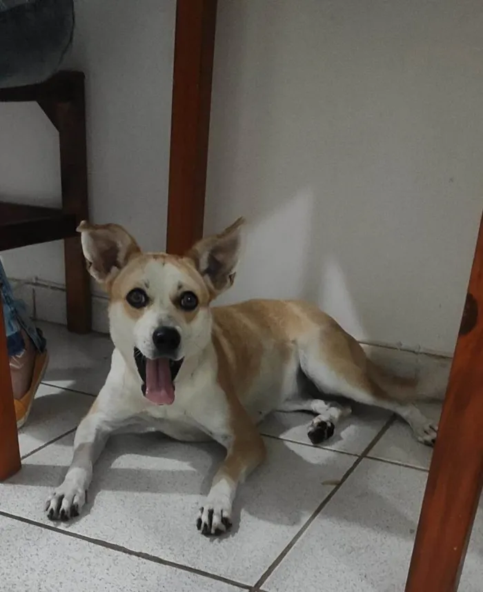 Cachorro ra a vira lata idade 1 ano nome Atena