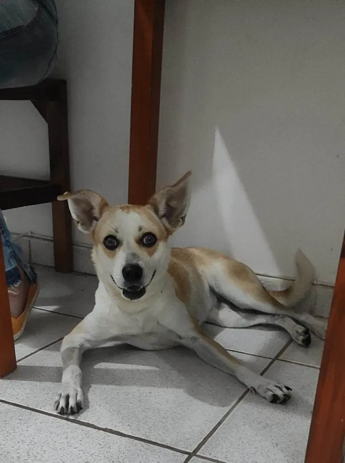 Cachorro ra a vira lata idade 1 ano nome Atena