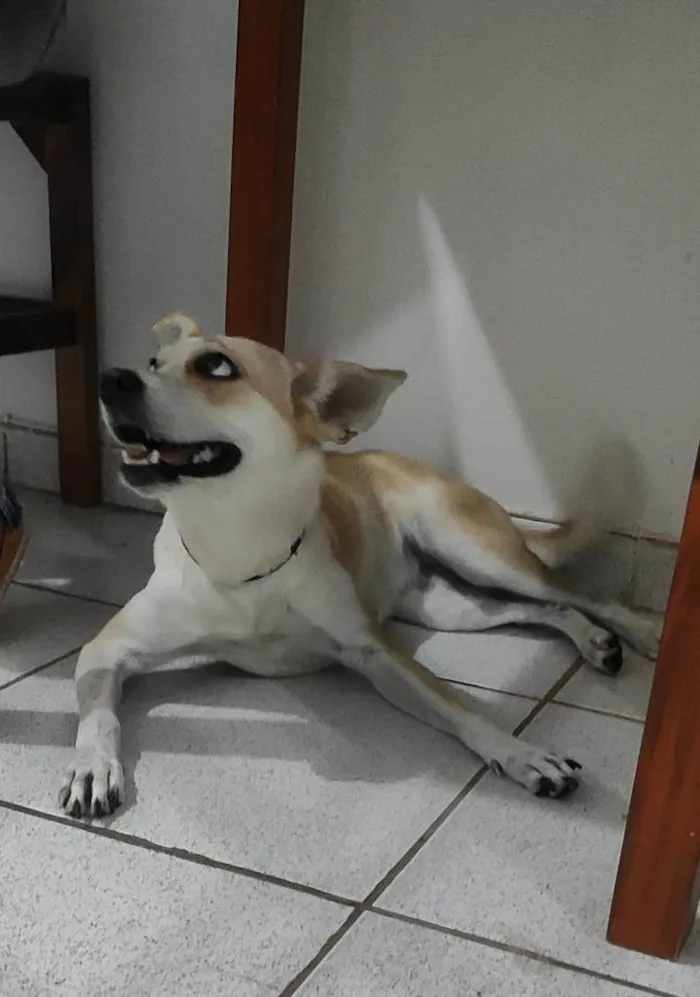 Cachorro ra a vira lata idade 1 ano nome Atena